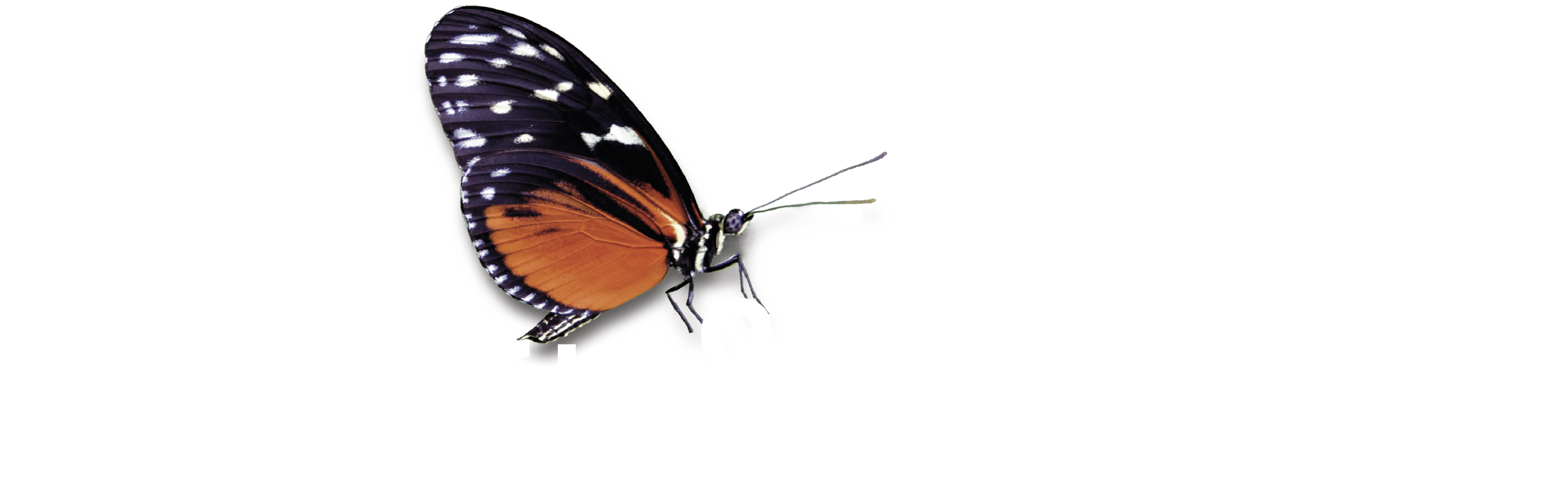 Design und Friends mit Schmetterling